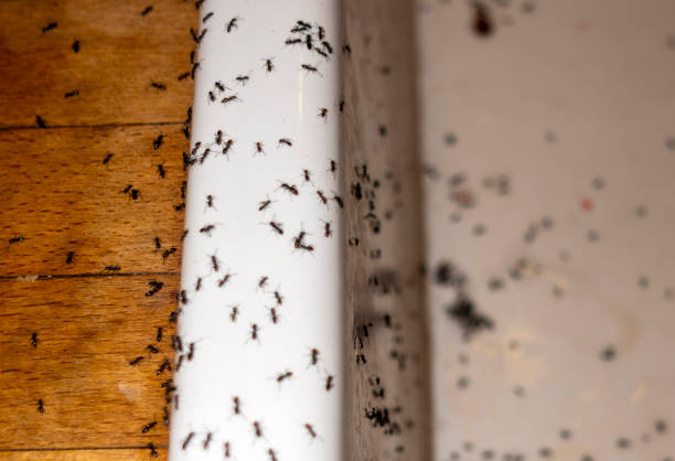 Best Commercial Pest Control Services  in Oak Leaf, TX